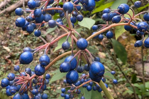 Interesting blue fruits!